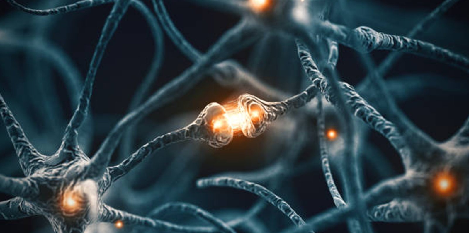 neurotransmitery final